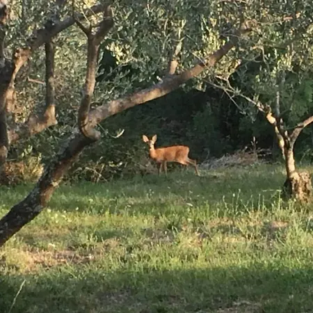 Bella - Two Bedroom House *