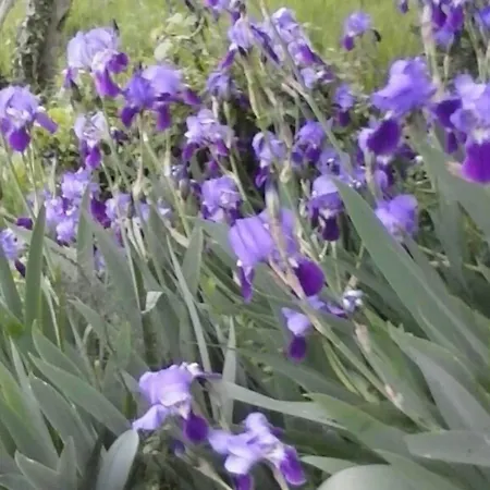 Bella - Two Bedroom House *